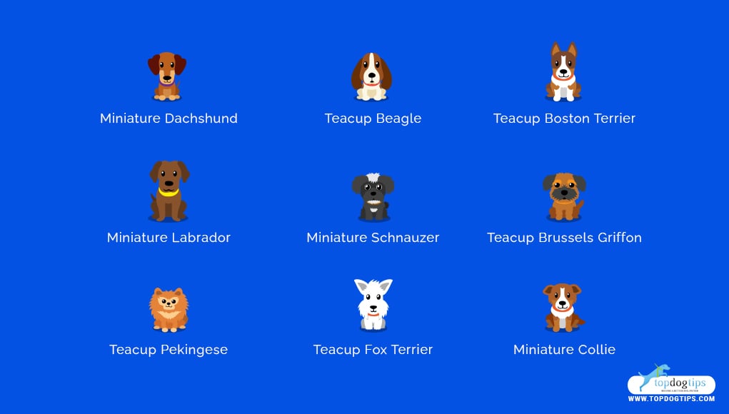 Teacup Dog Breeds 