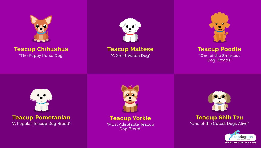 Teacup Dog Breeds 