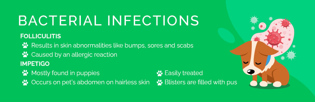 Skin Problems in Dogs 