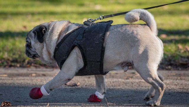 Dog Breeds With Curly Tails