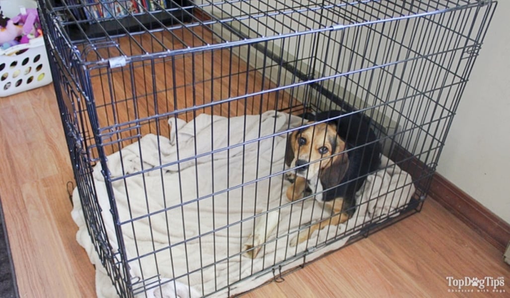 Dog Crying in Crate