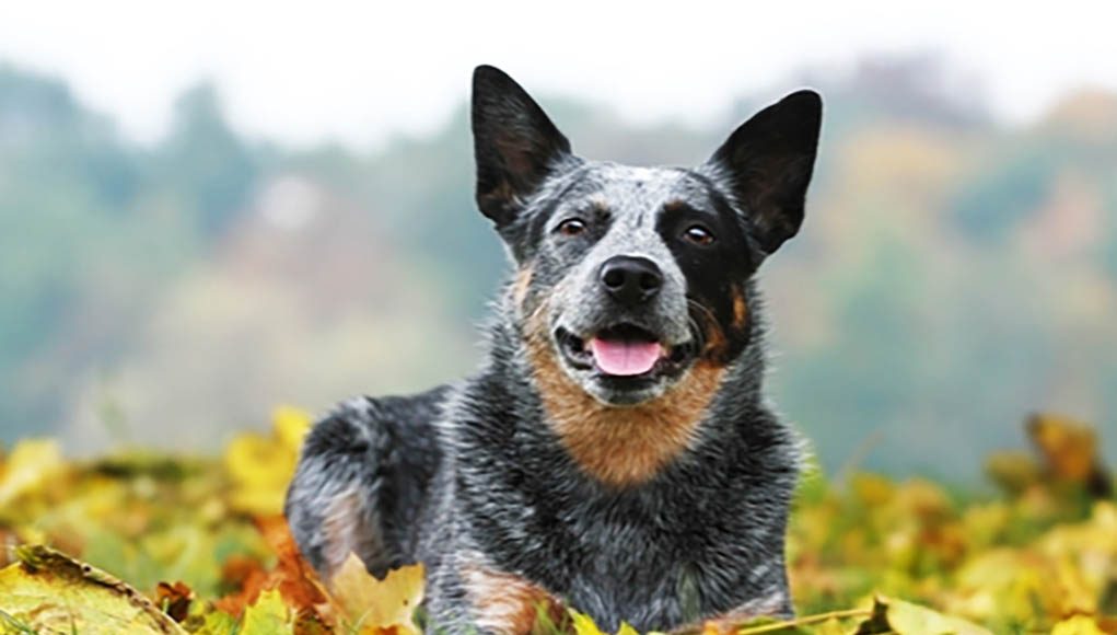 Healthiest Dog Breeds