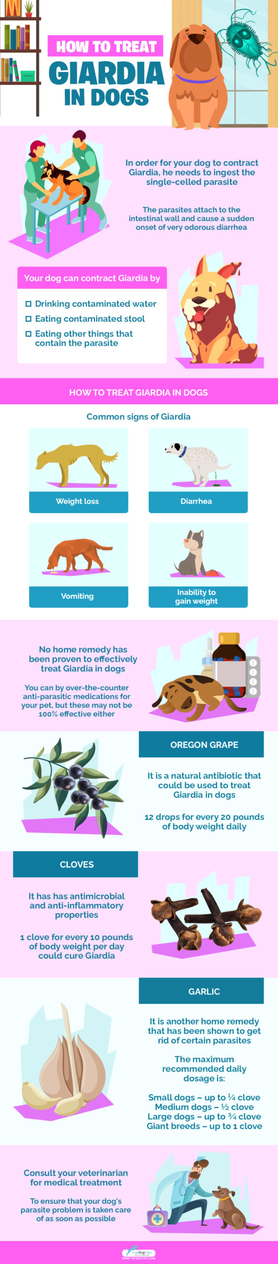 Treat Giardia In Dogs