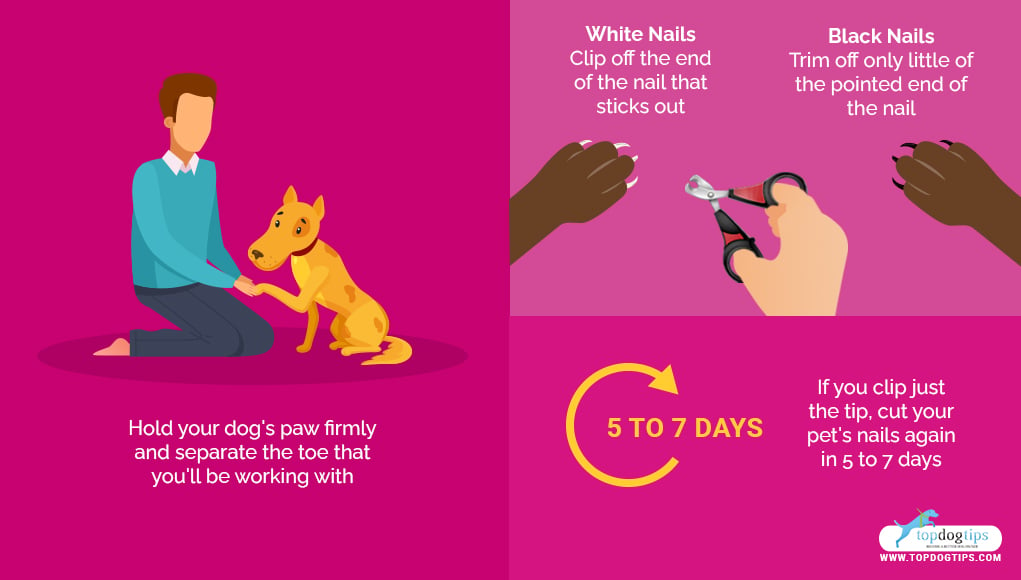 Use Dog Nail Clippers 