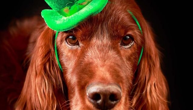 Irish Dog Breeds