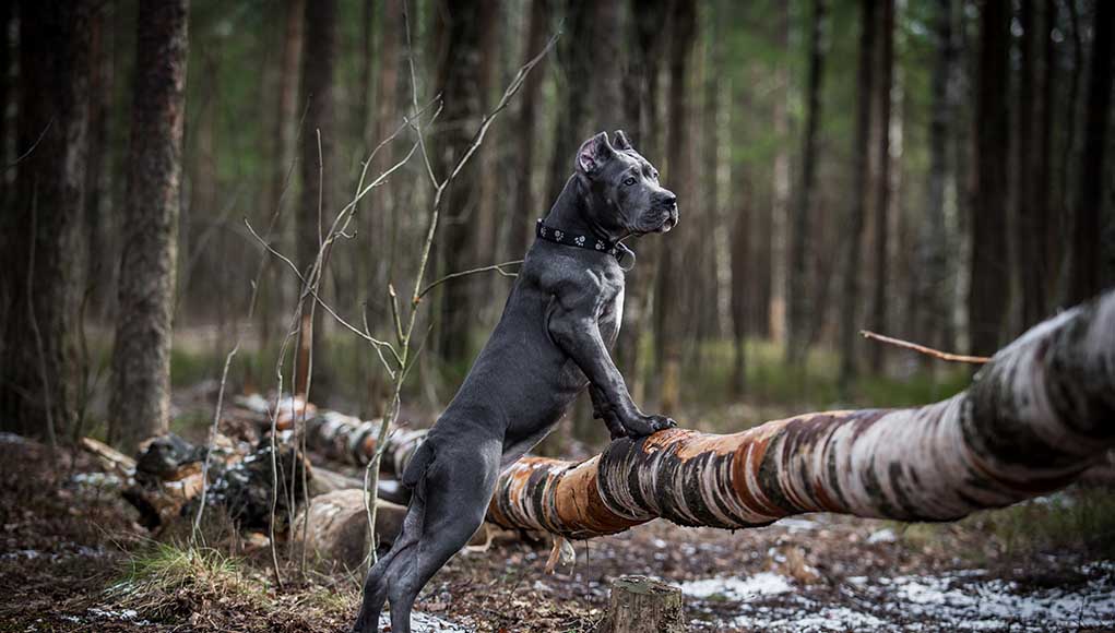 Italian Dog Breeds