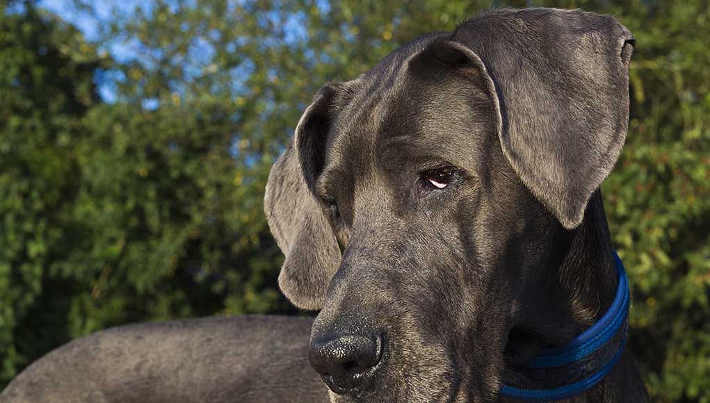 Large Short Hair Breed Easy to Groom