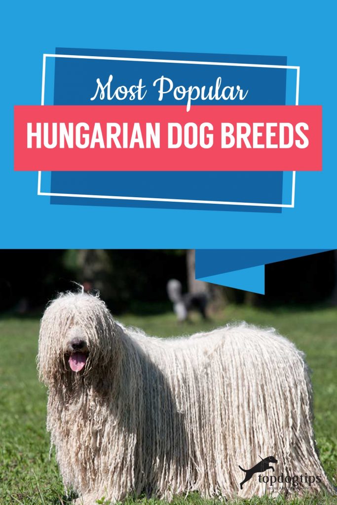 Most Popular Hungarian Dog Breeds