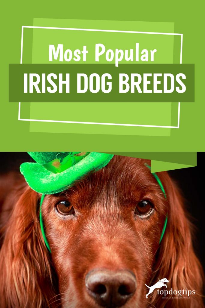 Most Popular Irish Dog Breeds