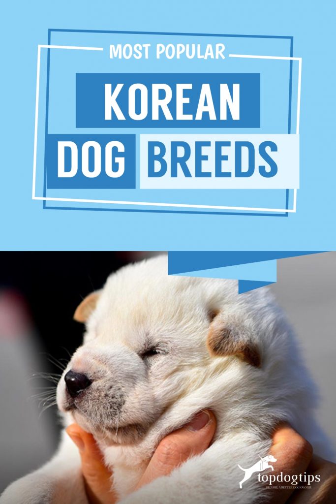 Most Popular Korean Dog Breeds