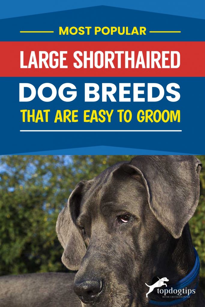 Most Popular Large Shorthaired Dog Breeds That Are Easy to Groom