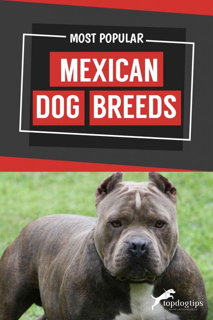 Most Popular Mexican Dog Breeds