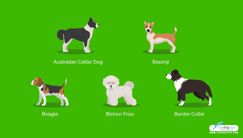 Healthiest Medium and Small Dog Breeds 