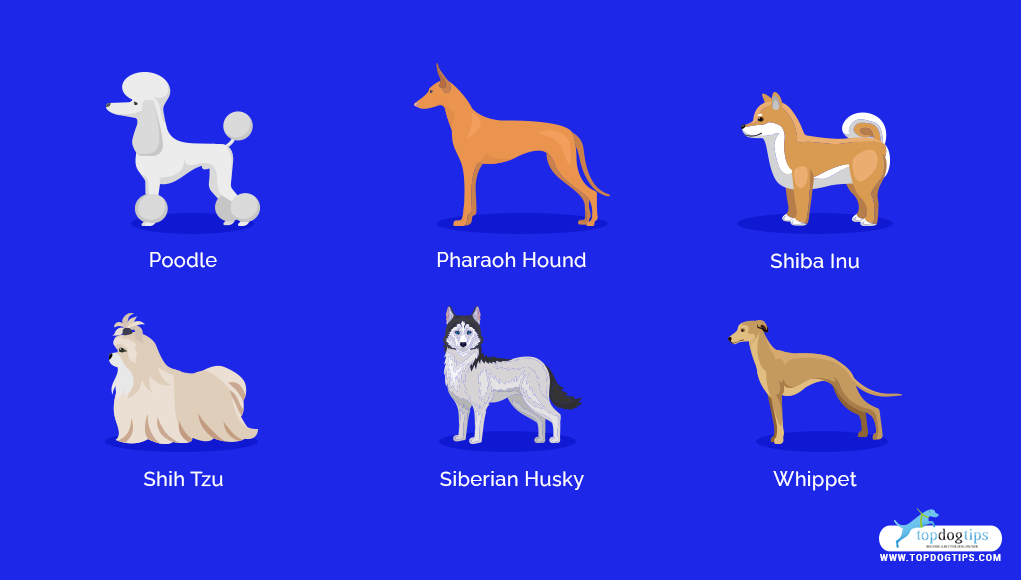 Healthiest Medium and Small Dog Breeds 