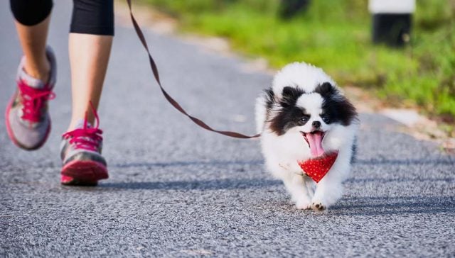 Seventeen of the Healthiest Medium and Small Dog Breeds