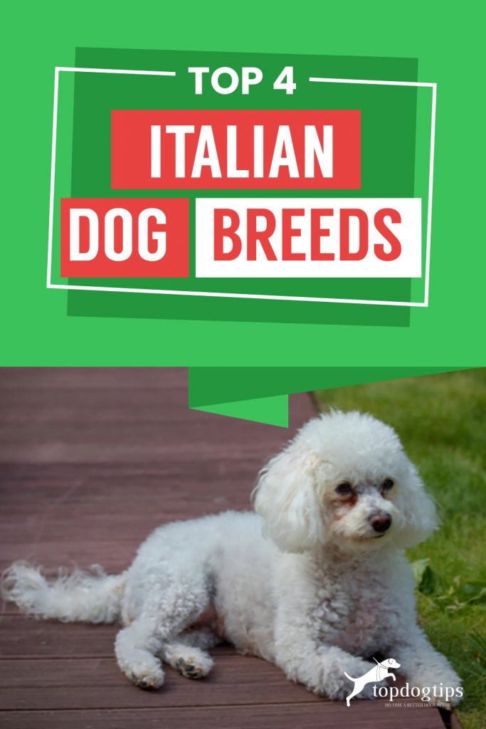 Top 4 Italian Dog Breeds