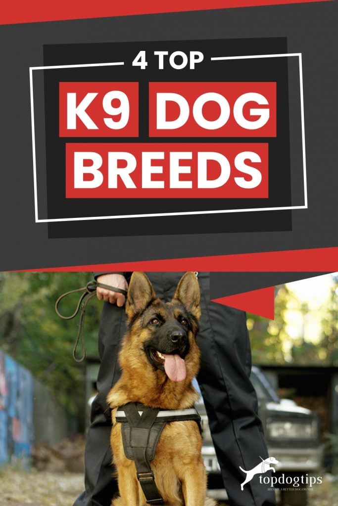 Top K9 Dog Breeds