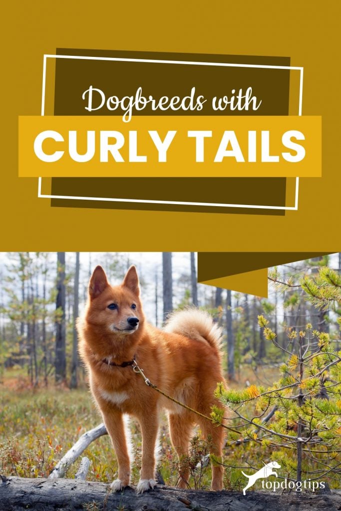 dogbreeds-with-curly-tails 