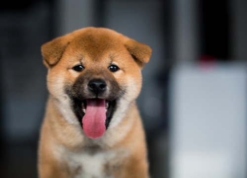 shiba inu dogs with curly tails