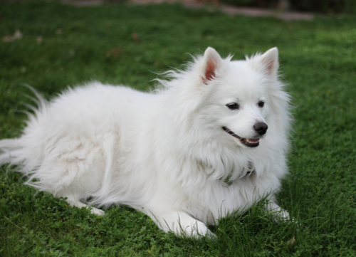 american eskimo