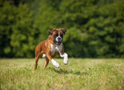 boxer running and playing dangerous dog breeds