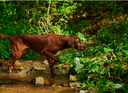 best hunting dogs irish setter