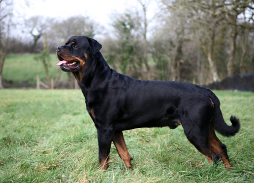 Large Short Haired Dog Breeds Easy to Groom Rottweiler