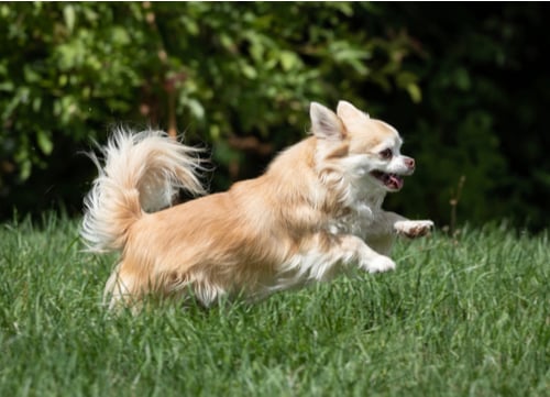 Popular Mexican Dog Breed Chihuahua