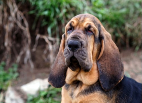 Top K9 Dog Breeds Bloodhound