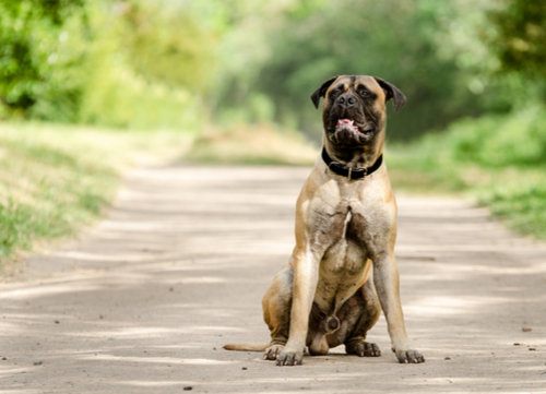 bull mastiff sitting on road dangerous dog breeds