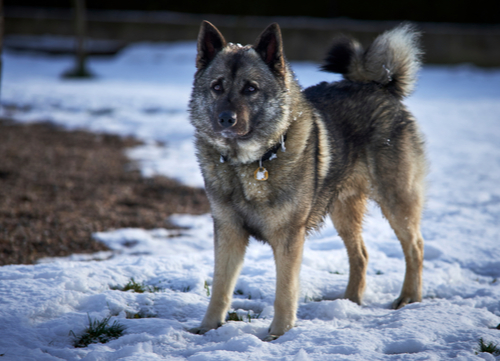 norwegian elkhound dogs with curly tails