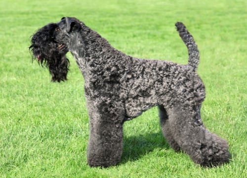 Irish Breeds The Kerry Blue Terrier