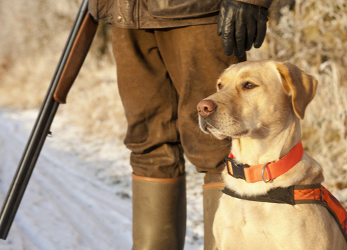 best hunting dogs Labrador retriever