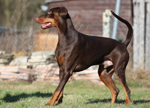 doberman pinscher playing