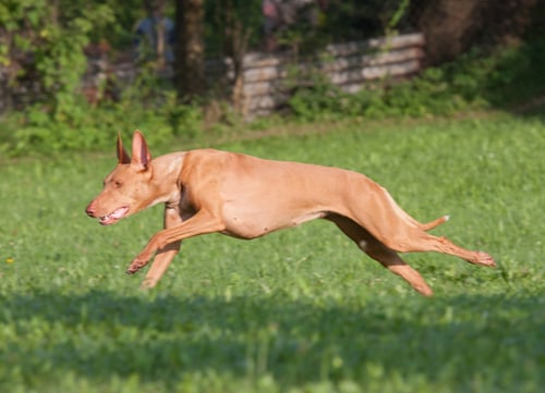 healthiest dog breed Pharaoh Hound