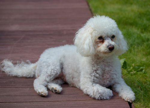 Italian dog breeds Bolognese