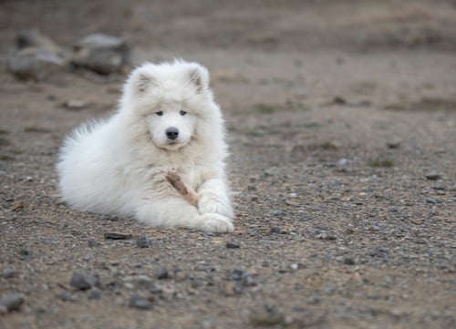 samoyed dogs with curly tails