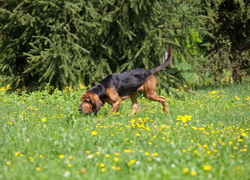 best hunting dogs blood hound