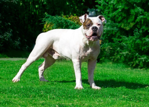 american bulldog dangerous dog breeds