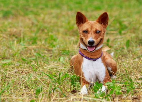 basenji dogs with curly tails