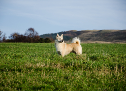 norwegian buhund dogs with curly tails