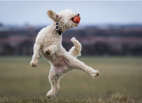 healthiest dog breeds poodle