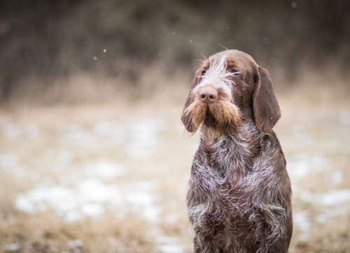 Italian dog breeds Spinone Italiano