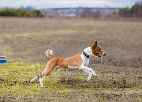 Healthiest Dog breeds Basenji