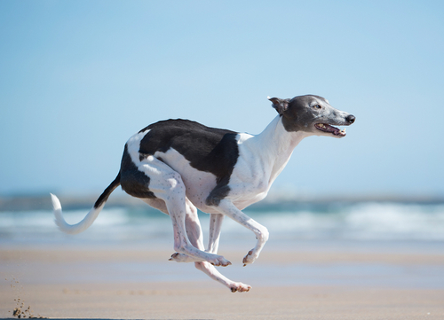 healthiest dog breeds Whippet