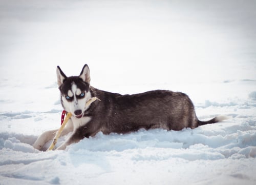 husky chewing on stick dangerous dog breeds