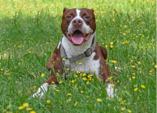 happy pit bull dangerous dog breeds