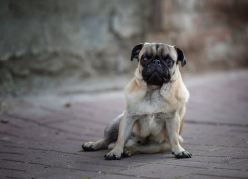 pug dogs with curly tails