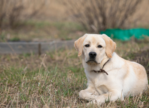 labrador retriever laying in field