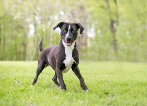 mixed breed playing dangerous dog breeds